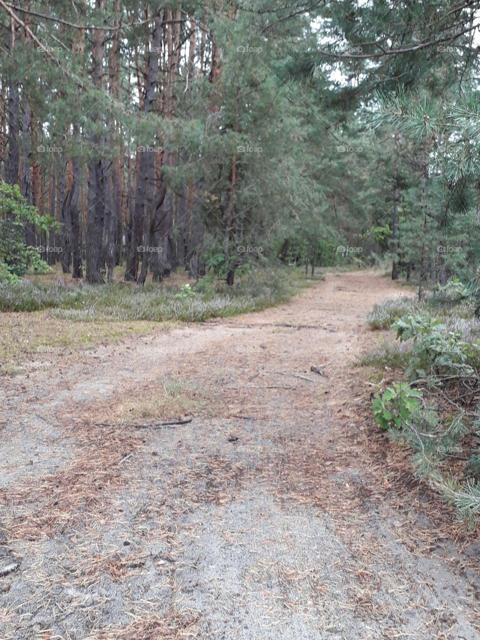 sandy forest road in summer