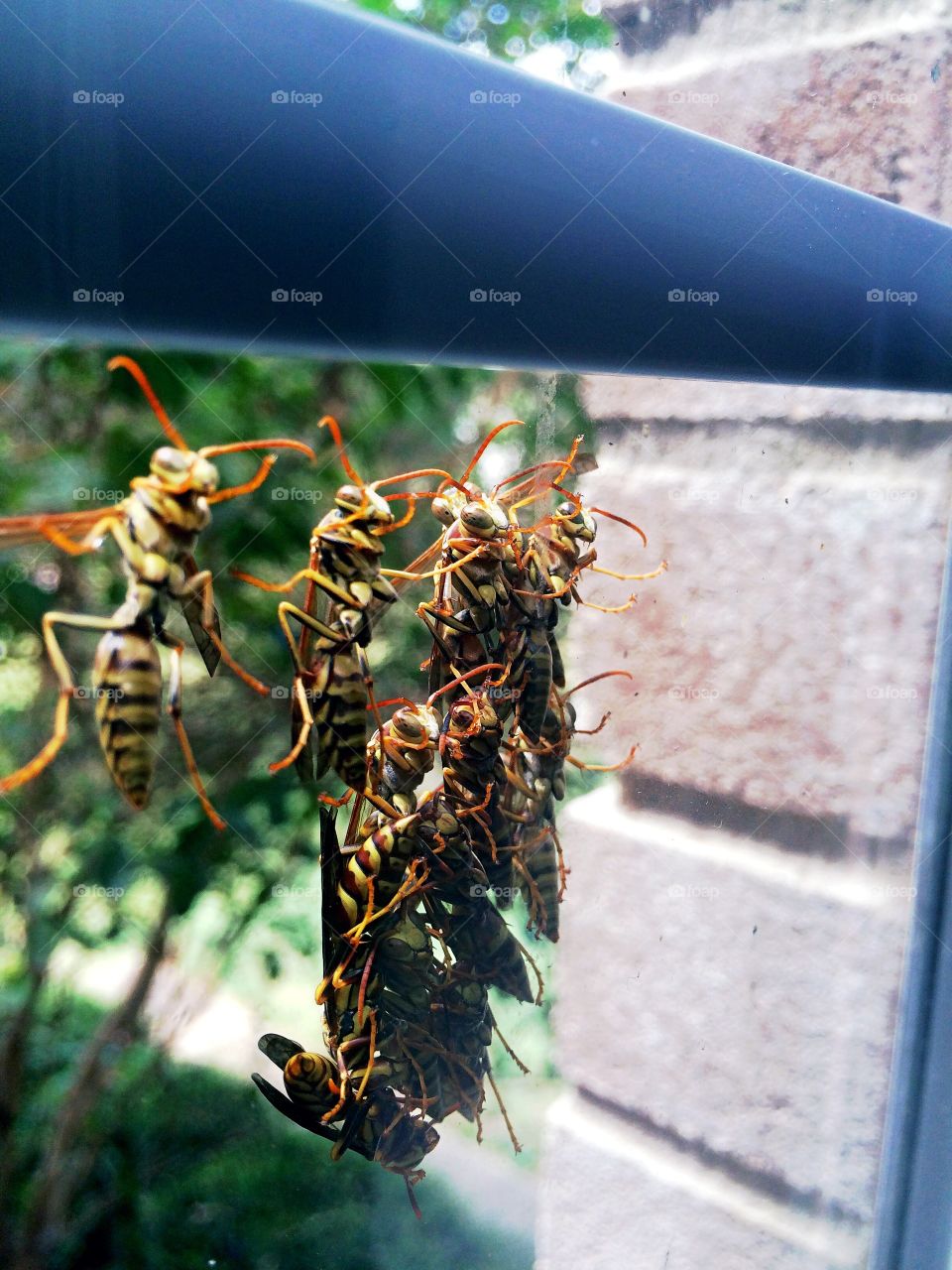 Fraternizing wasps. Group of wasps on window