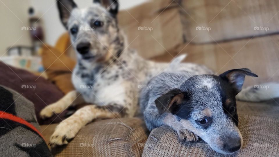 Two cattledogs laying on the couch
