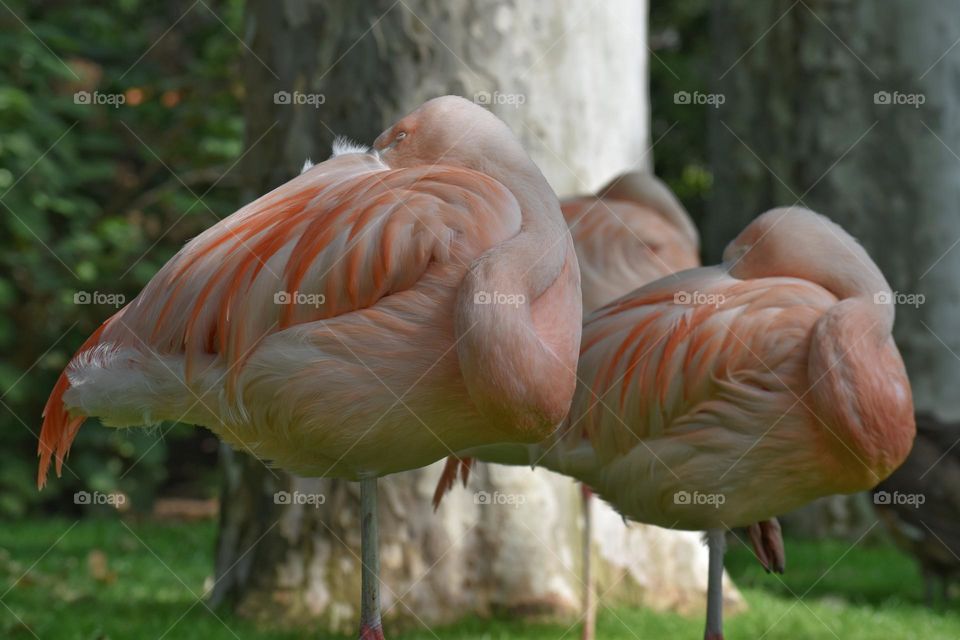 Closr up group of flamingos