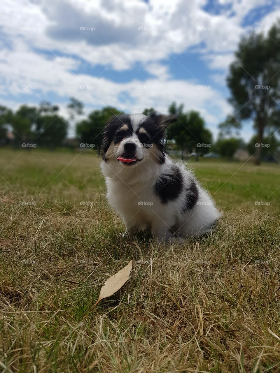 Cheeky Puppy