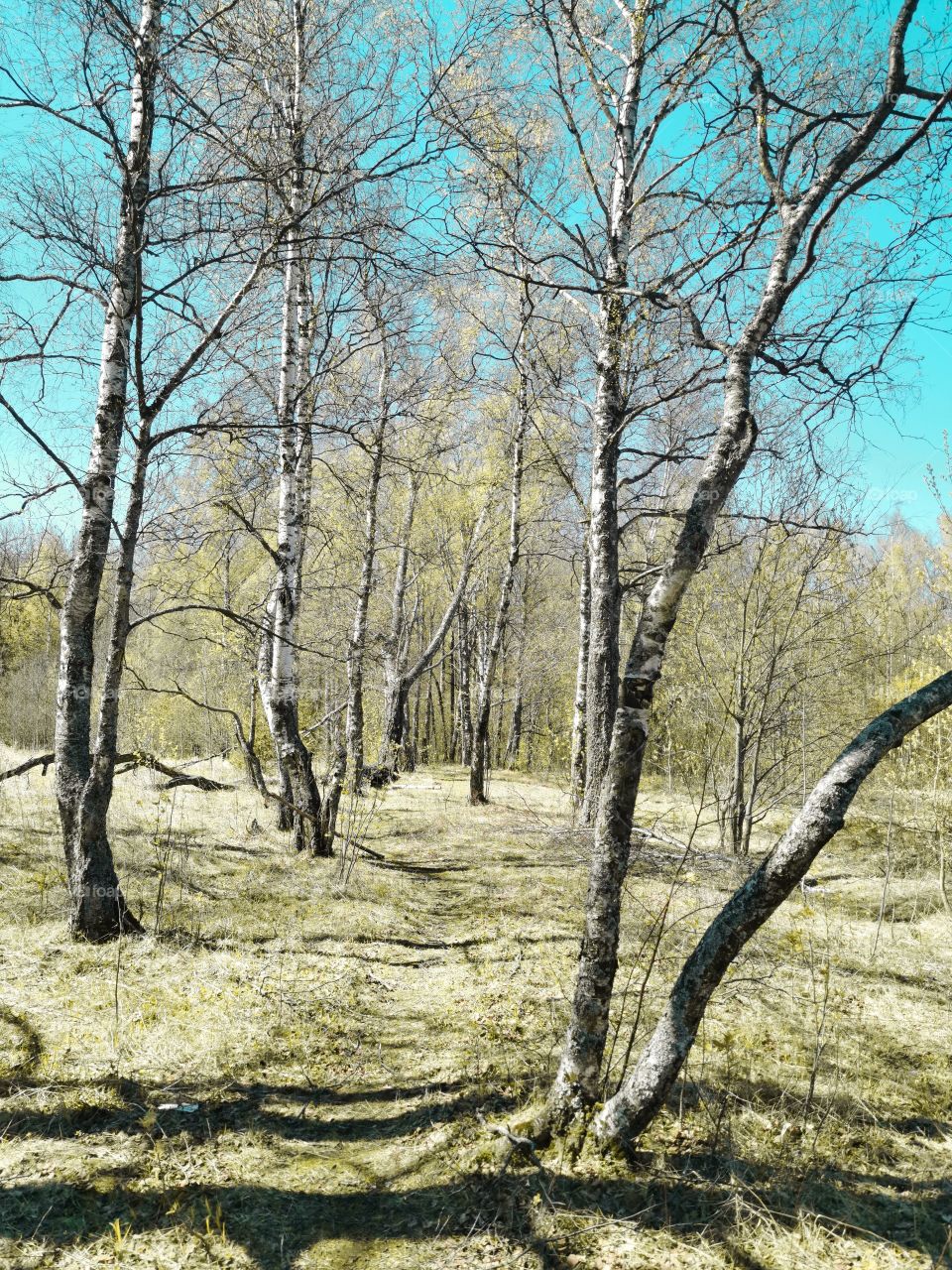 Birch trees alley in spring, Russia