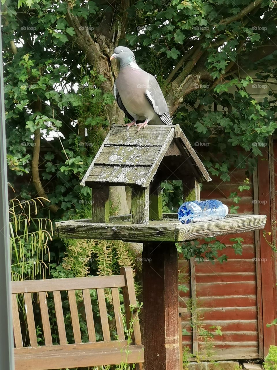 Pigeon sitting on bird house with makeshift bottle feeder