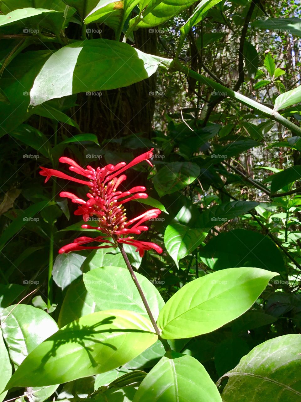 Red bloom from a walk along the Red Road