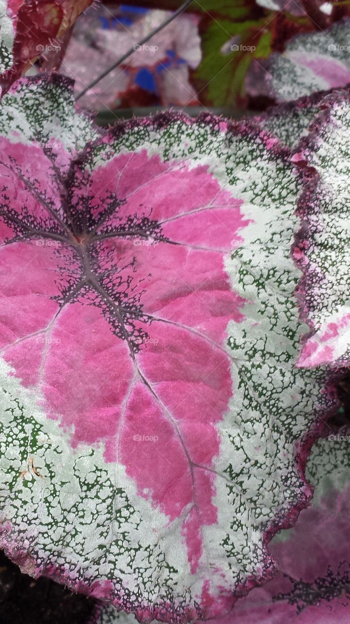 Pink in a leaf