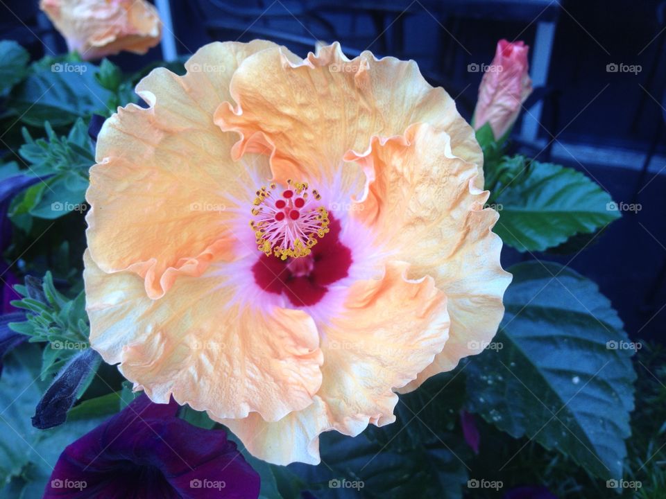 Happy Hibiscus 