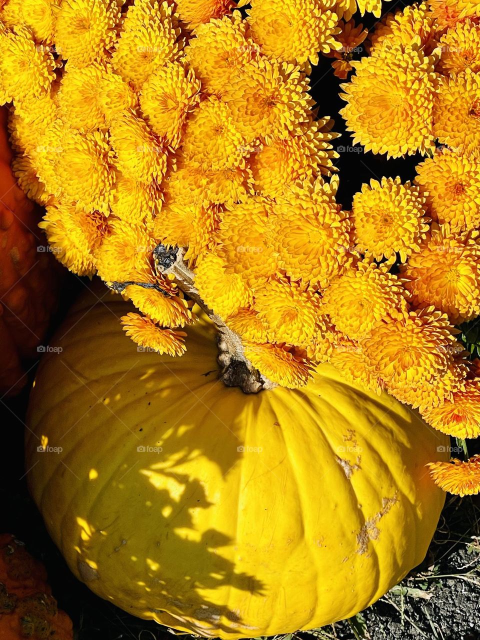 Mums and pumpkin in the pretty peachy color of fall