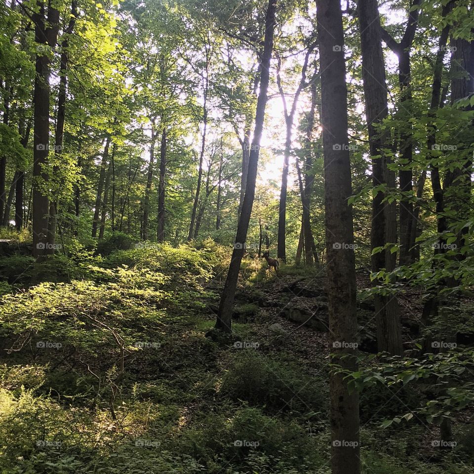 I had a fan today. Can you see the deer? 