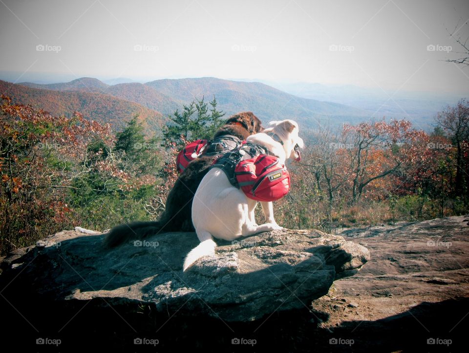 Best friends will always be there for the big moments.  these doggy pals have climbed over 10 mountain peaks together!
