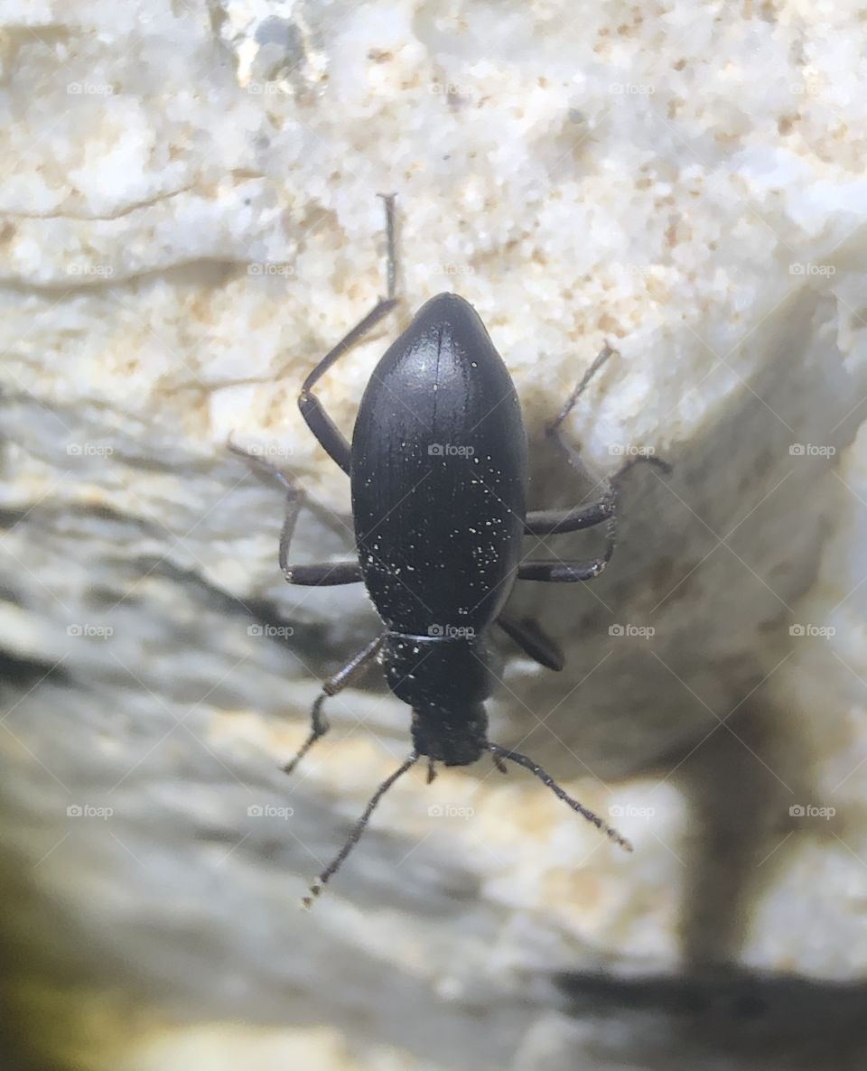 Darkling beetle