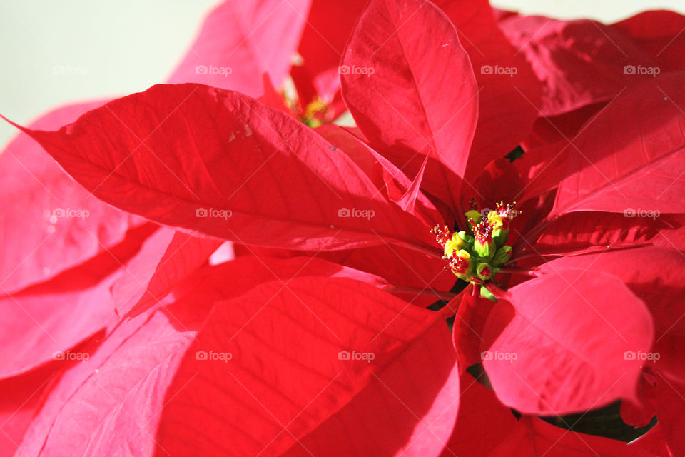 Christmas Poinsettia 