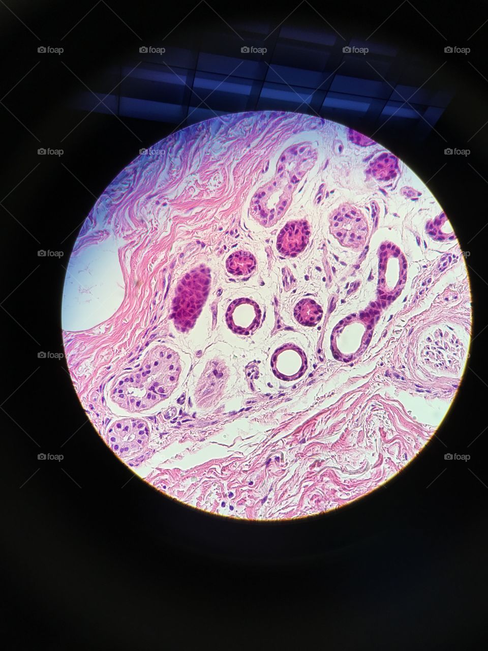 Histology tissue slide microscope lab infinity 