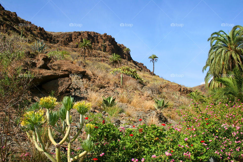 Cactus, Landscape, Nature, Flora, Flower