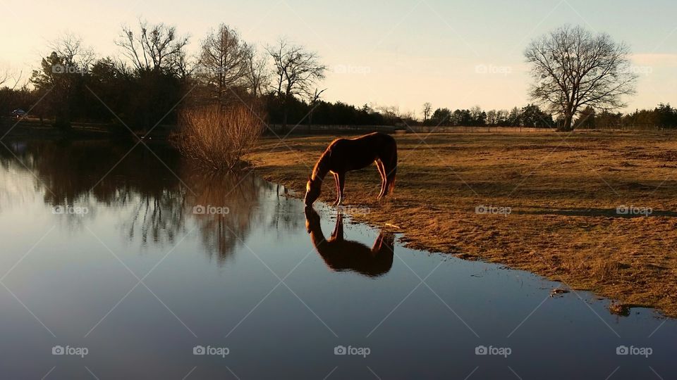 Horse Reflection on a Pond in Winter