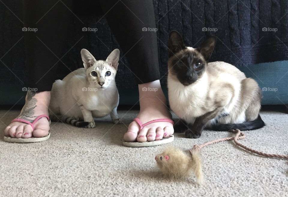 Feet and felines