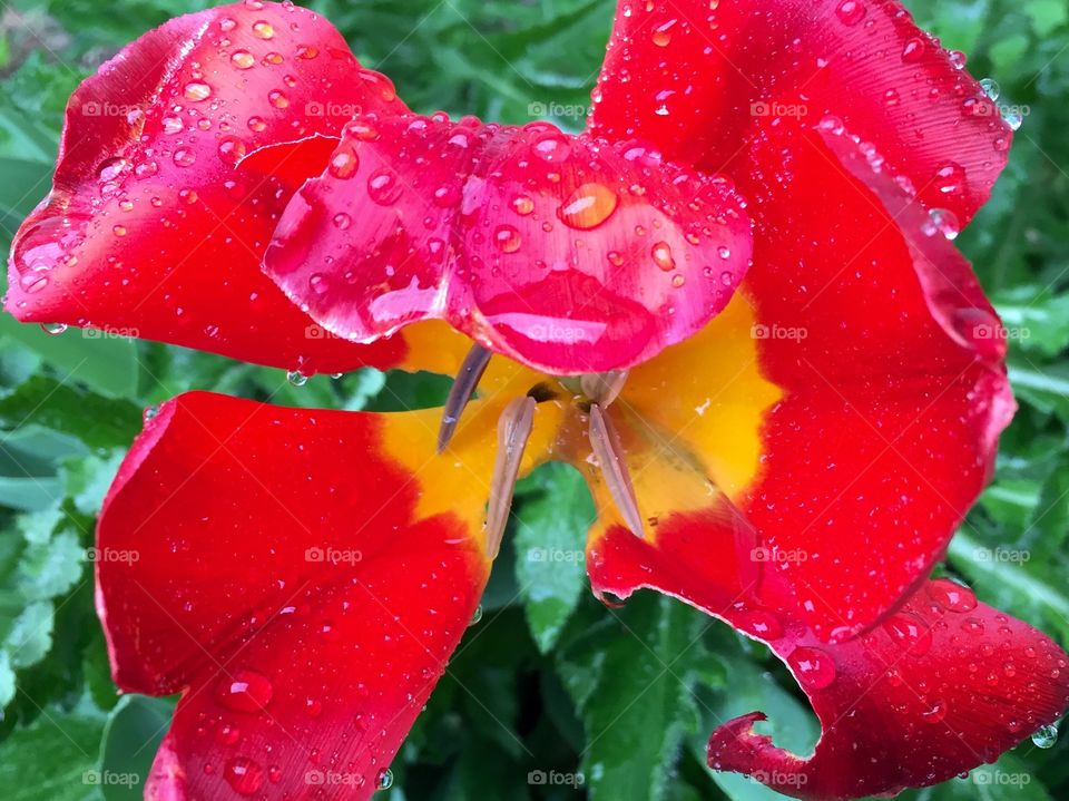 The Weight of the Rain