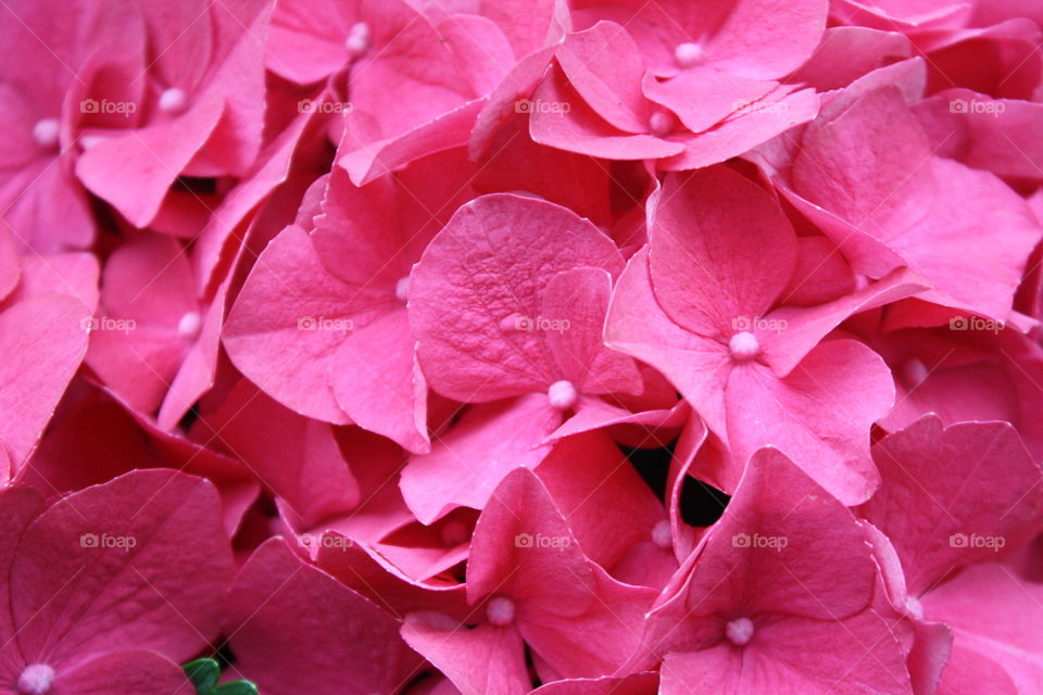 Pink hydrangea flowers