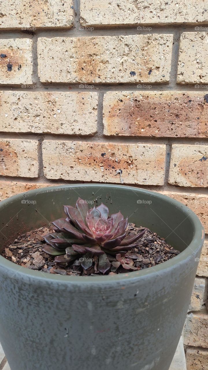 Purple succulent plant