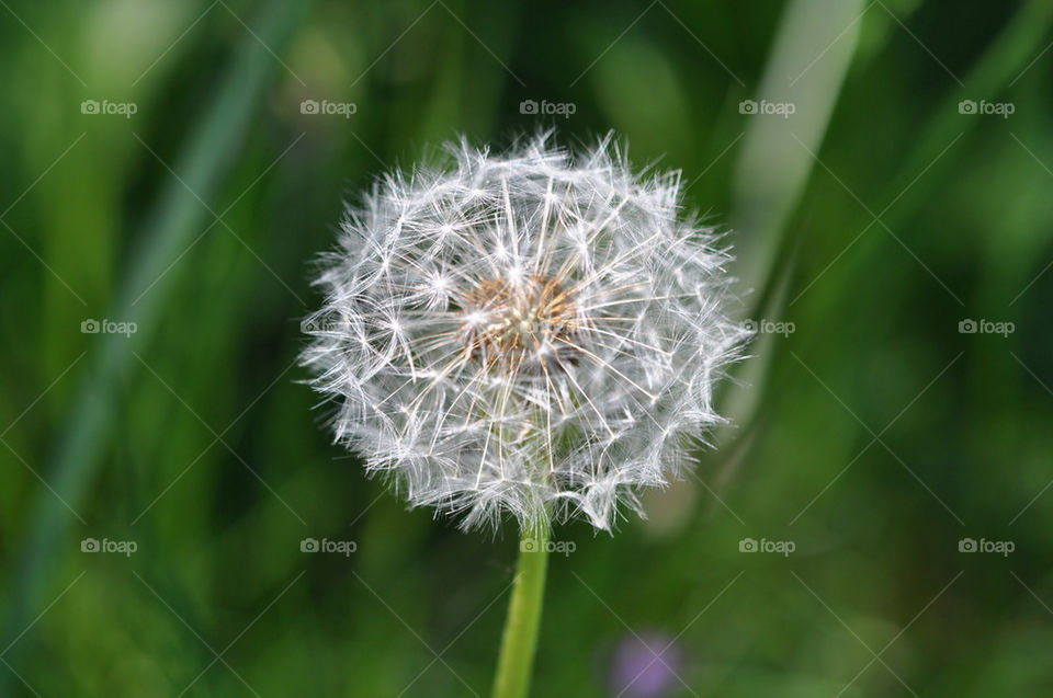 DANDELION