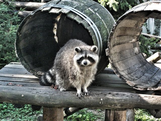 Animal