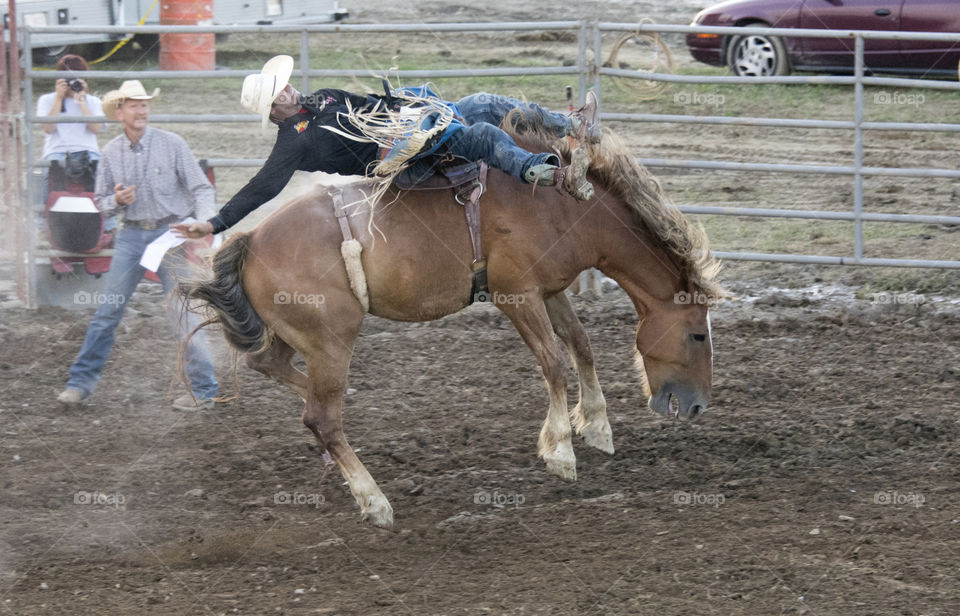 Cowboy riding a bucking bronco at the rodeo