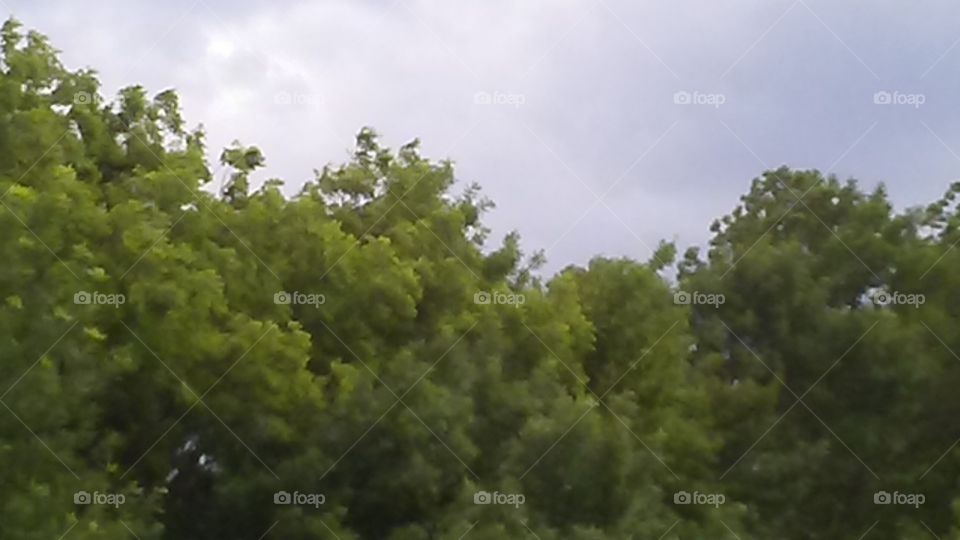 Nature, Tree, Landscape, Environment, Leaf