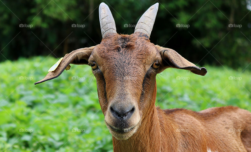 A goat portrait.