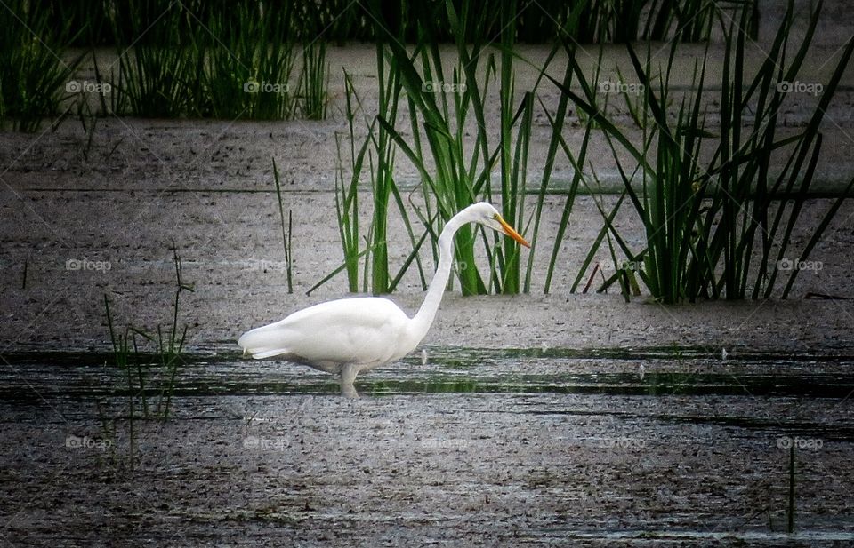 Egret Boucherville Québec 