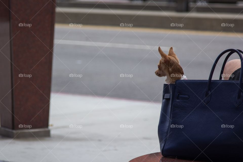 Purse pup 