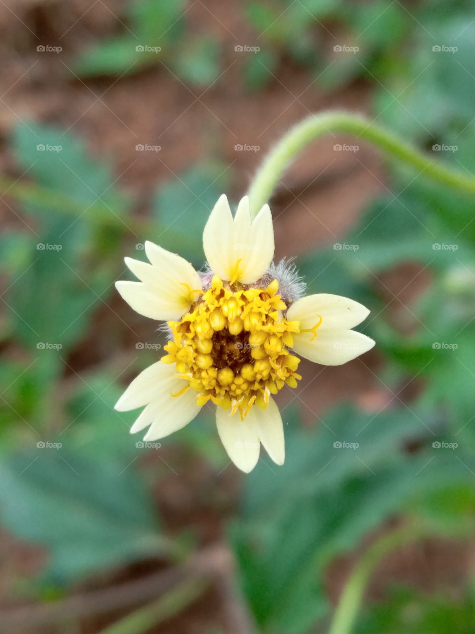 Tridax procumbens