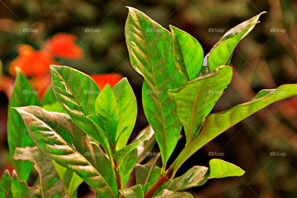 Green leaves 