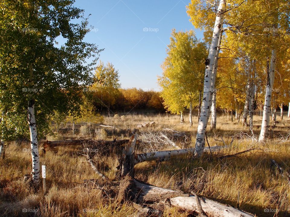 A rural field full of aspen trees with leaves changing to brilliant fall colors of gold and yellow on a sunny autumn day. 