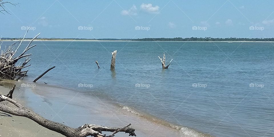 a couple dead trees sticking up at high tide in the Atlantic