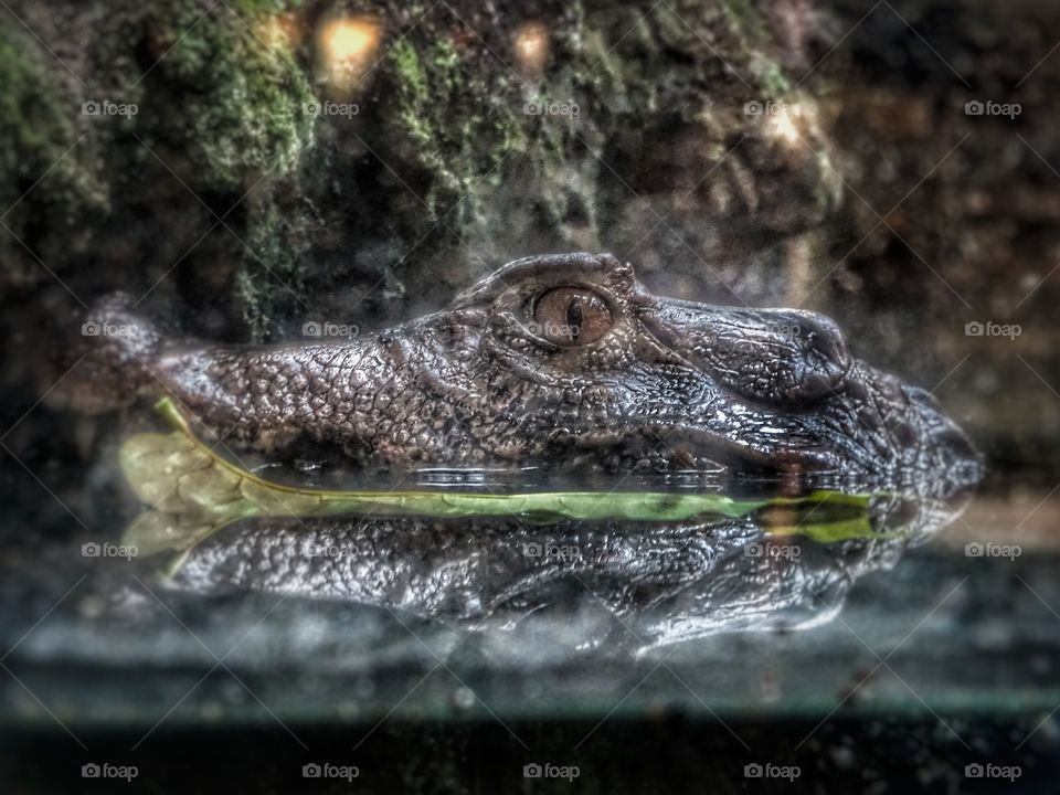 The look of the crocodile