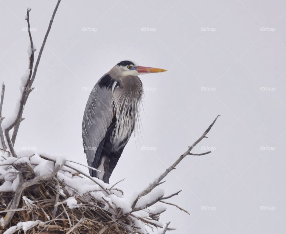 Great Blue Heron pair during nesting season on a very snowy spring day in a tree in profile