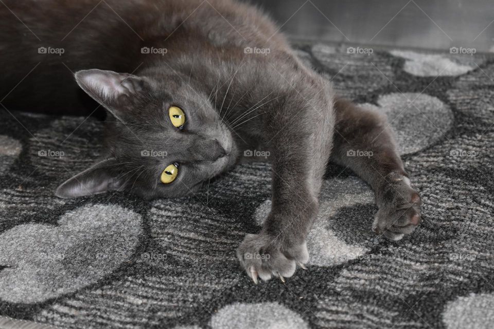 cat is lying on grey carpet