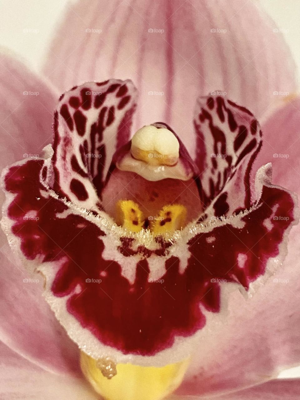 Macro of orchid flower