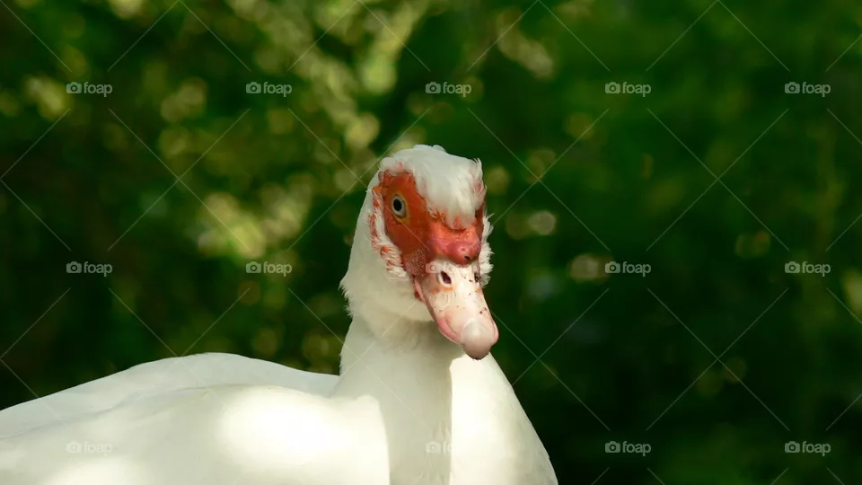 Gans