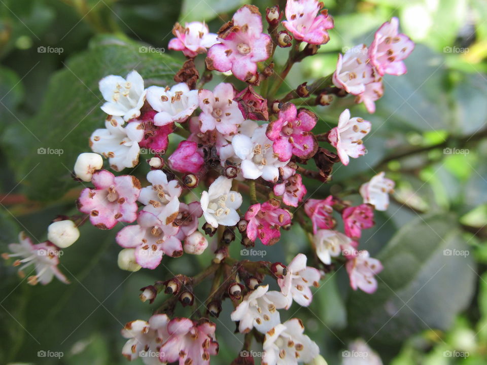 Viburnum with pink and white little flowers at early spring time