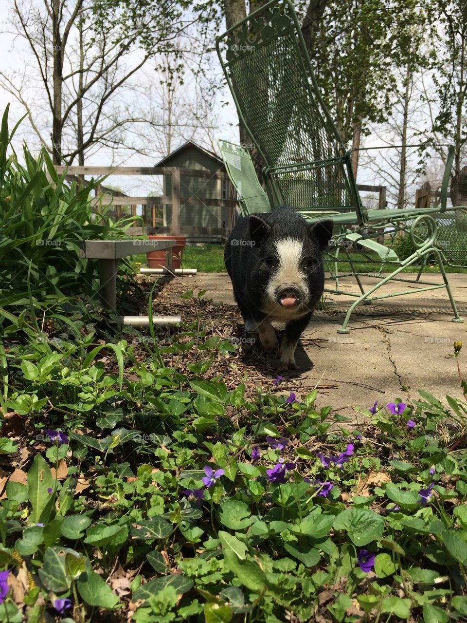 Penelope Pig 