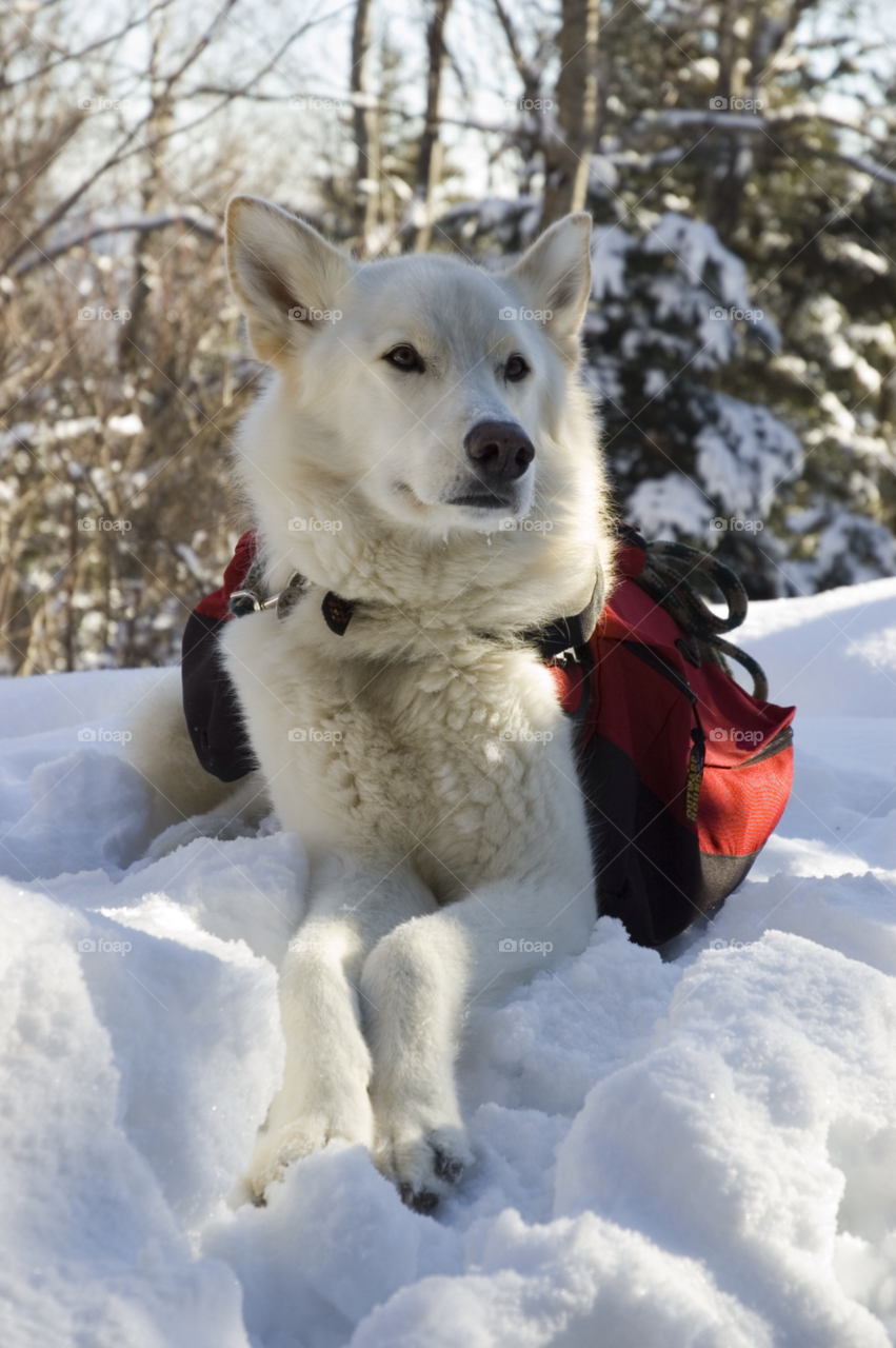 snow winter wolf white dog by bobmanley