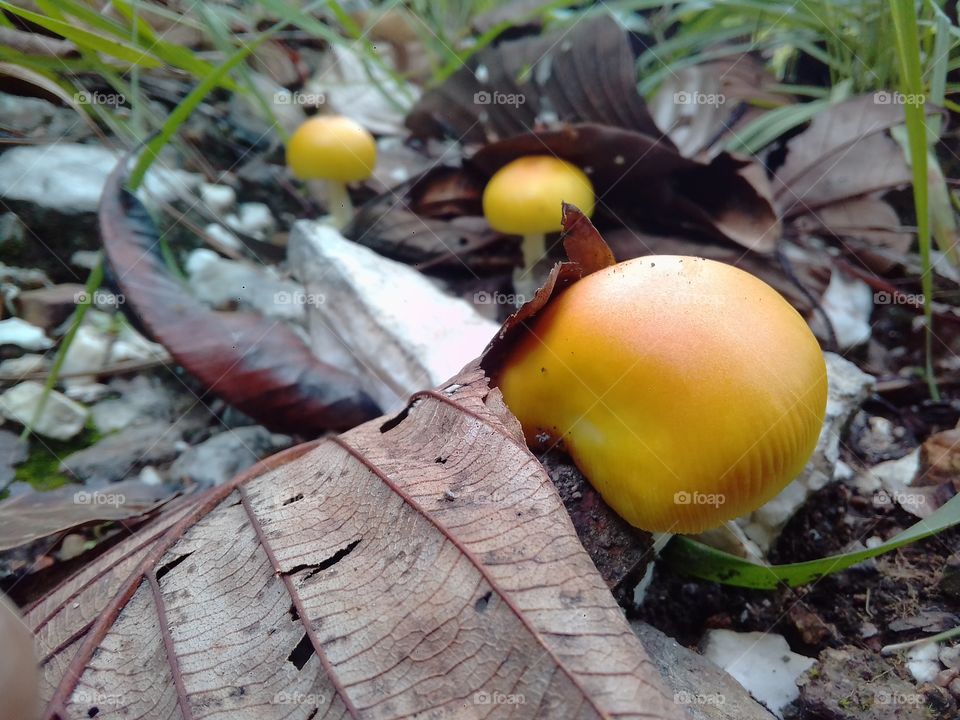 Leaf, Fall, No Person, Nature, Wood