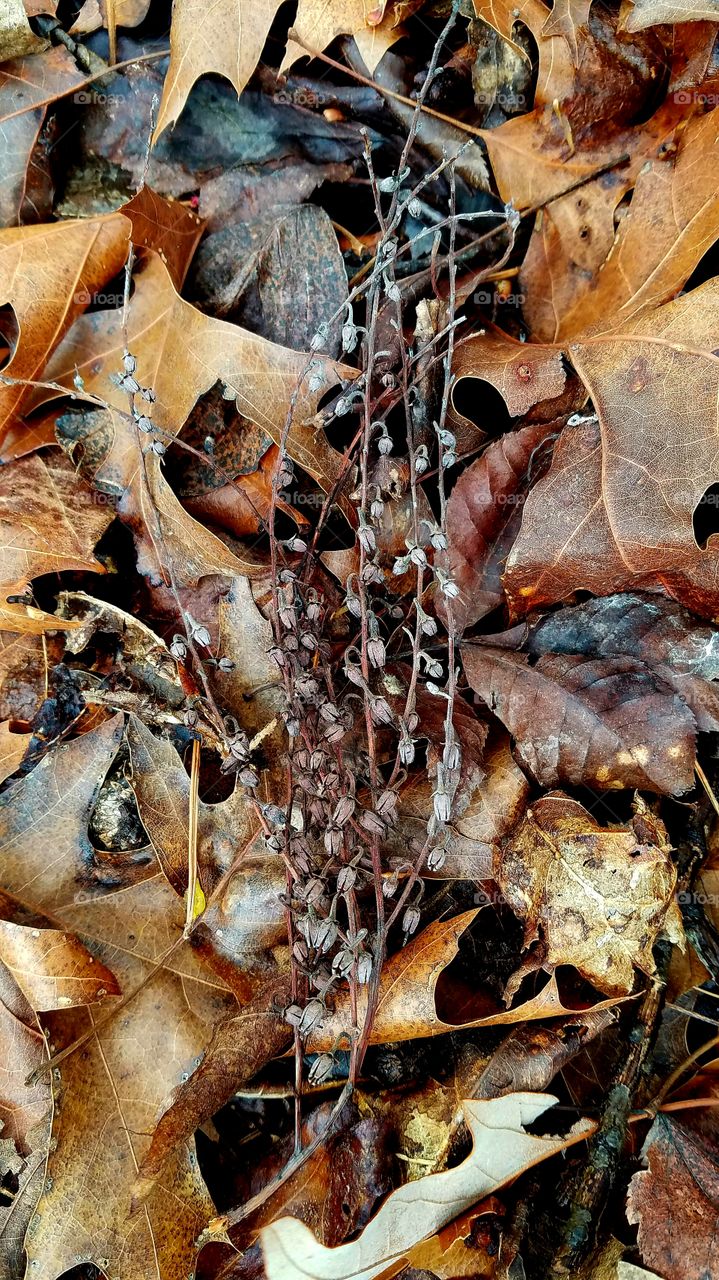 texture of forest floor