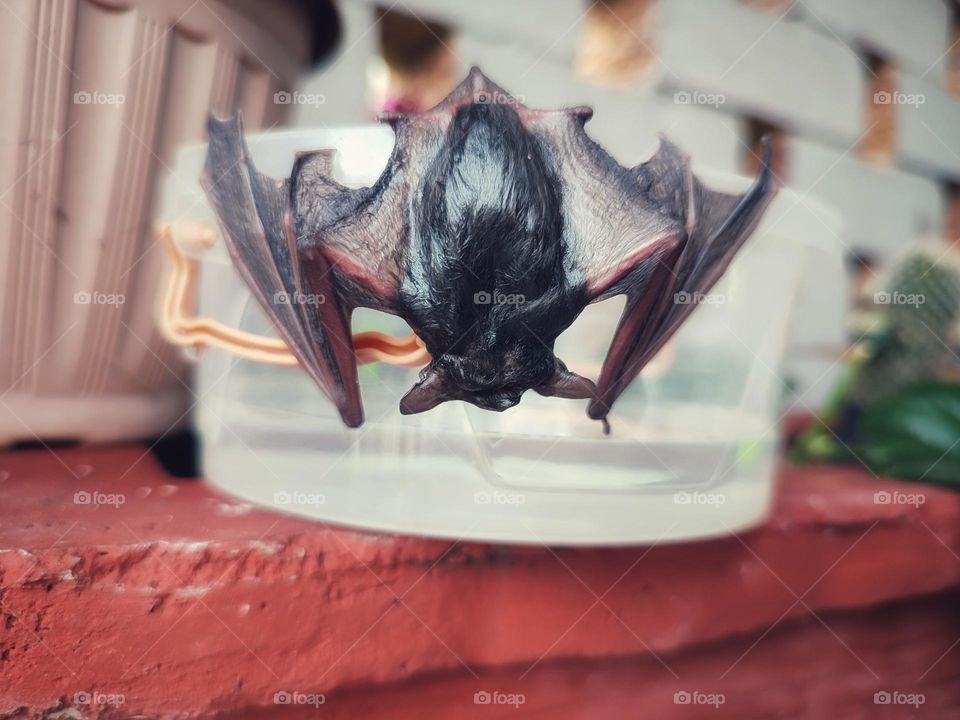 A wet bat, hanging