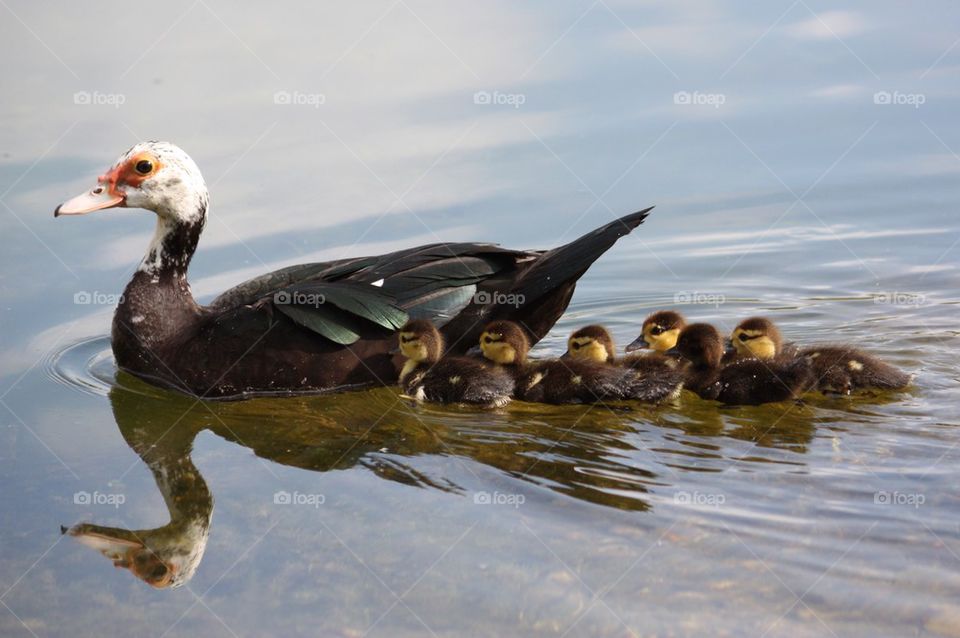 Duck with ducklings