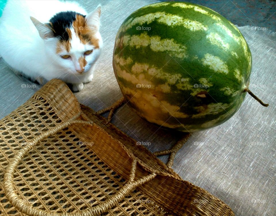 Basket, Food, No Person, Little, Cat