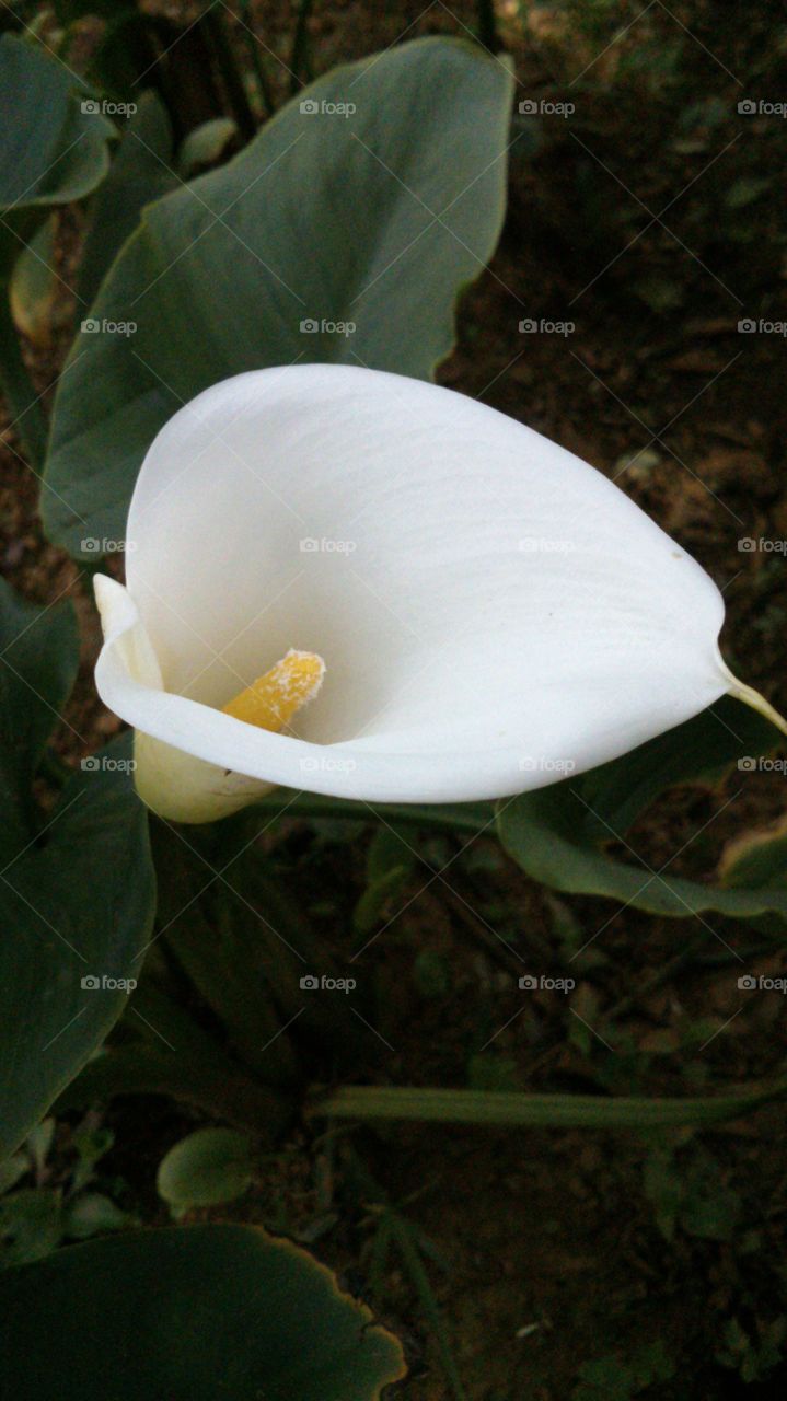 Lilly Flower. Picture taken from a Nuwara-Eliya garden.