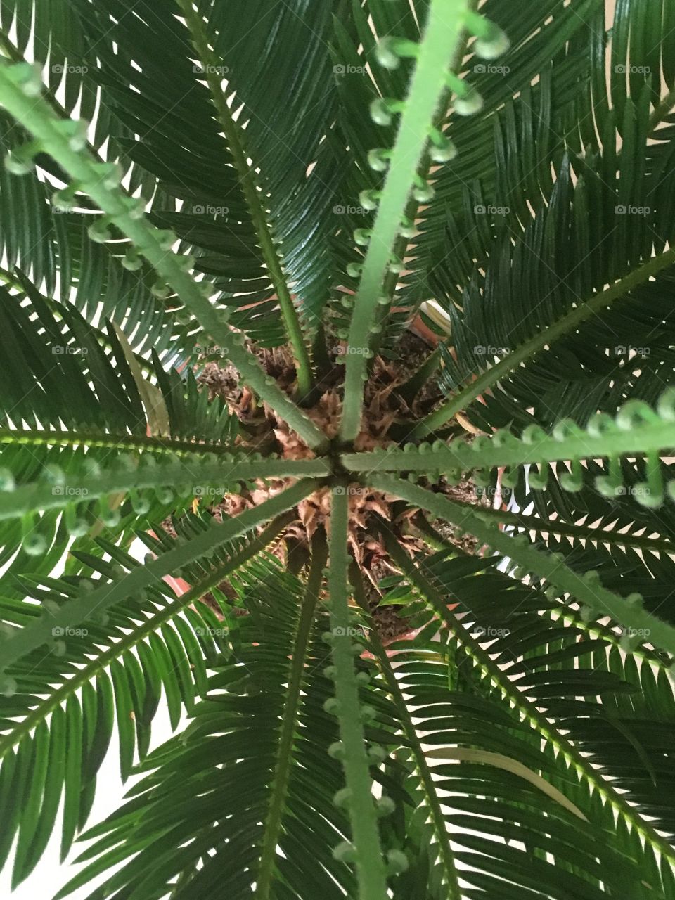 Cycas  palm