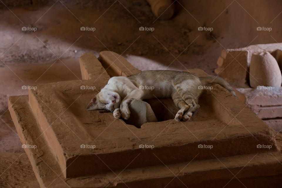 Cat sleeping inside old temple in Cambodia