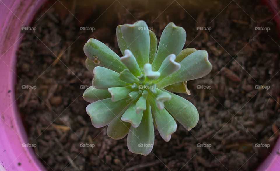 unique plant